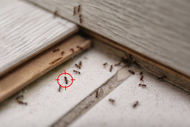 Best Pest Inspection Near Me  in Ponderosa Pine, NM