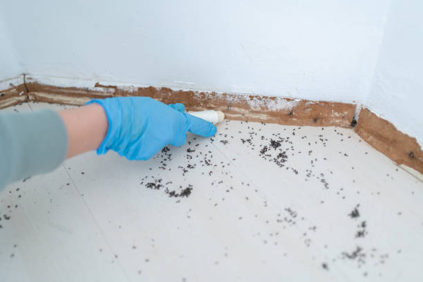 Best Rat Extermination Near Me  in Ponderosa Pine, NM